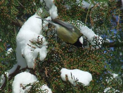 Прикрепленное изображение: pb04aaa.jpg